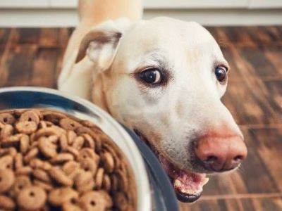 dog age dog age