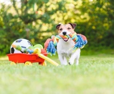 dog with squeaky toys