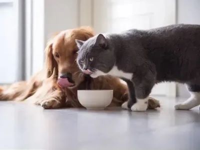 dogs get sick from cat food