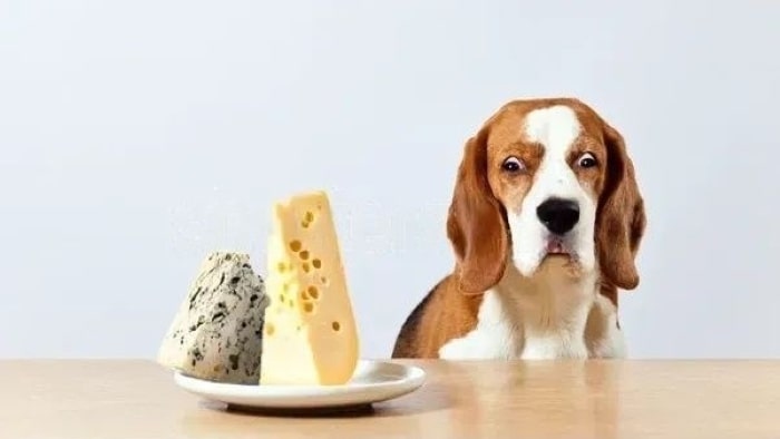 Can Dogs Eat Cheese