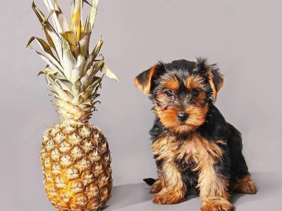 puppy eat pineapple