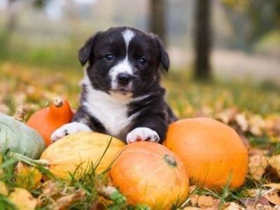 puppy have pumpkin