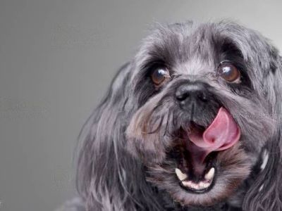Canines Canines