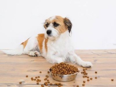 dog food change dog food change