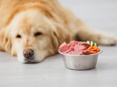 dog food change