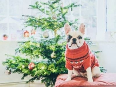 christmas cloth for dog christmas cloth for dog