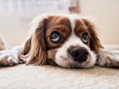 dog not well dog not well