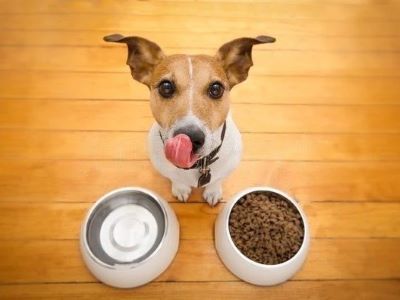 nutrients in dog food