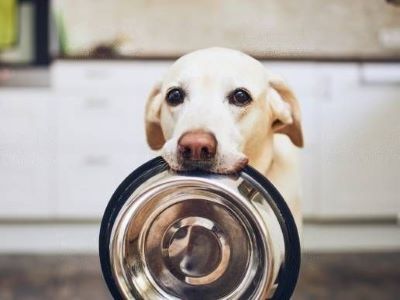 food bowl not cleaned