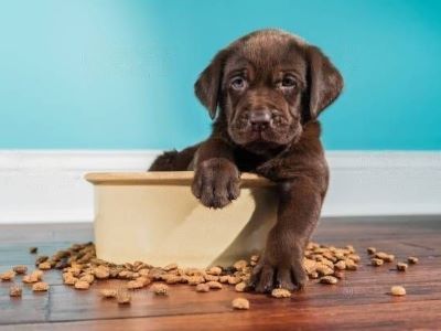 dog eating food dog eating food