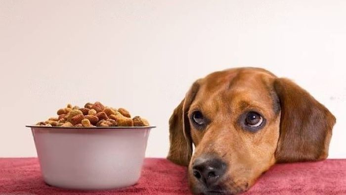 dog not having food dog not having food