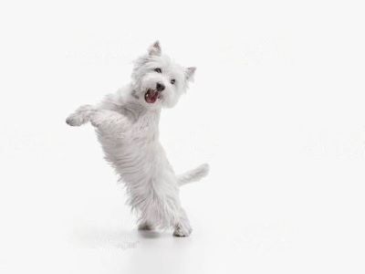 dogs play after eating dogs play after eating