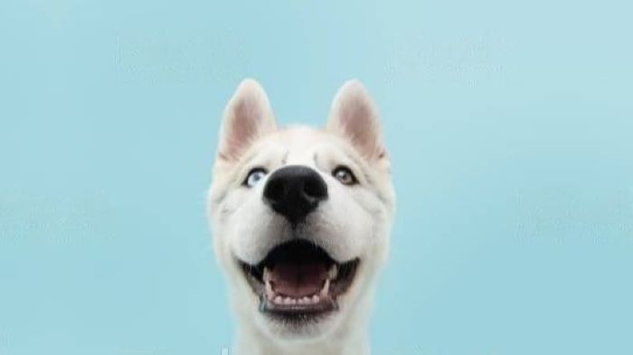 dog teeth dog teeth