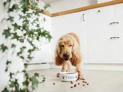 calm dogs calm dogs