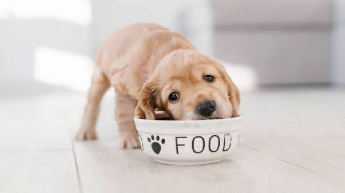 dog food dog food