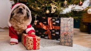dog christmas gift