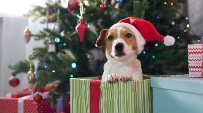 dog gifts for christmas