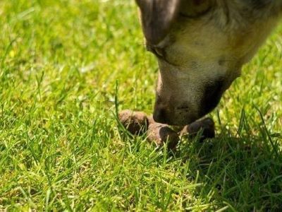 preventing dog from eating poop preventing dog from eating poop