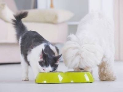 cat food harmful for dogs