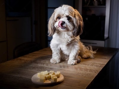 Is cheese safe for dogs?