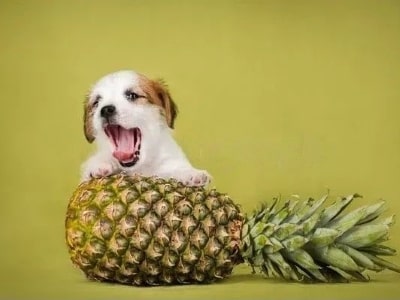 pineapple good for dogs