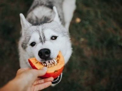 pumpkin healthy for dogs