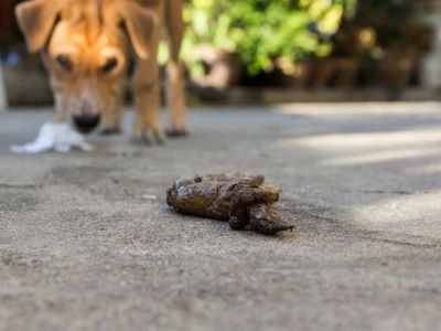 dog having poop dog having poop