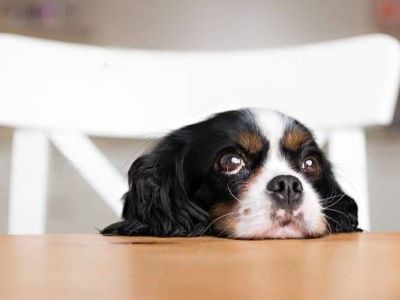 dog suffering from anxiety