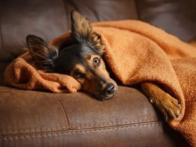 dog under depression dog under depression