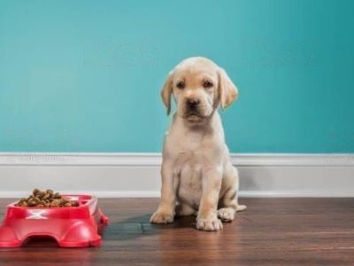 dog not angry dog not angry