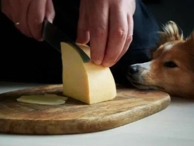 Side effects of having cheese for Dogs