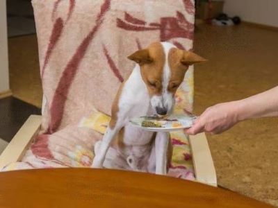 Pup Is a Picky Eater Pup Is a Picky Eater