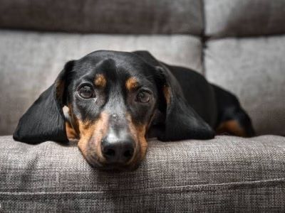 dog in stress dog in stress