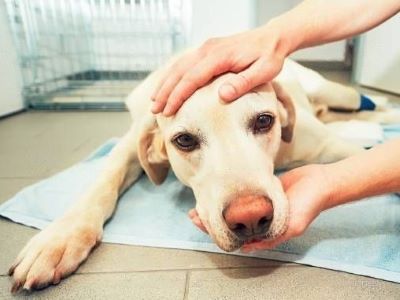 dog with medical issues dog with medical issues