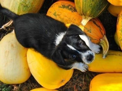 feeding pumpkin to dog