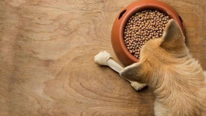 What is Choline Chloride in Dog Food?