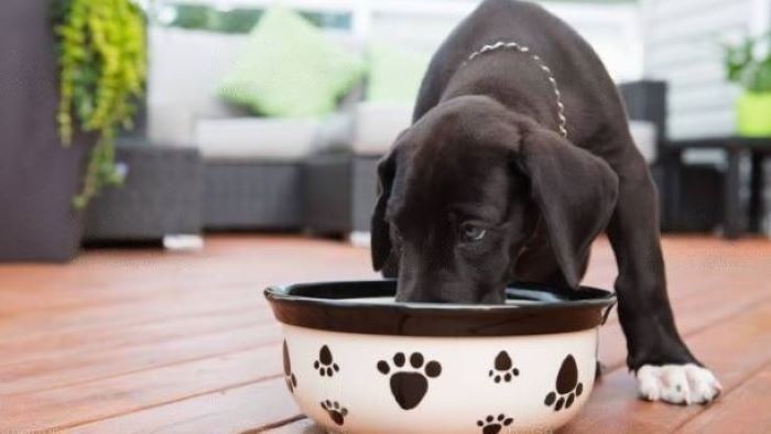 choline chloride in dog food choline chloride in dog food