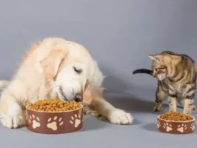 dog eats cat food