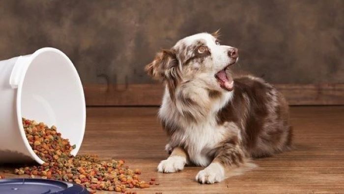 dog barks at food dog barks at food