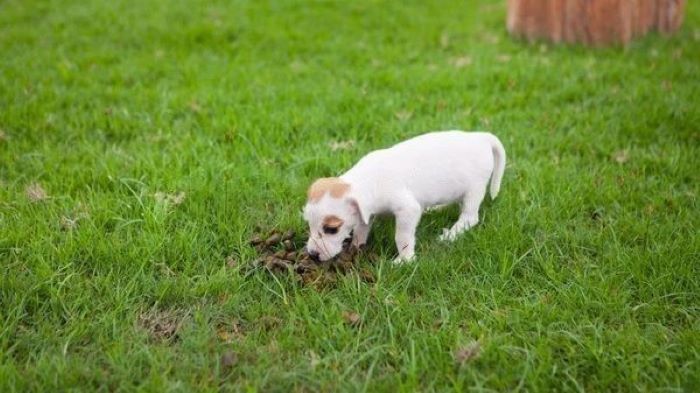 Dog Eating Poop Dog eating poop