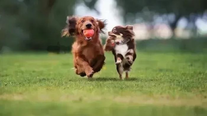 Why Do Dogs Play After Eating Why Do Dogs Play After Eating