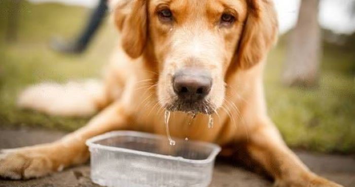 Why Do Dogs Spit Their Food Why Do Dogs Spit Their Food