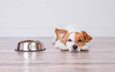 dog food changed dog food changed
