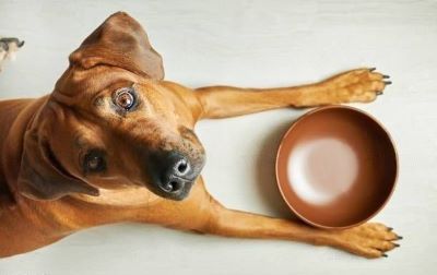 dog hungry dog hungry