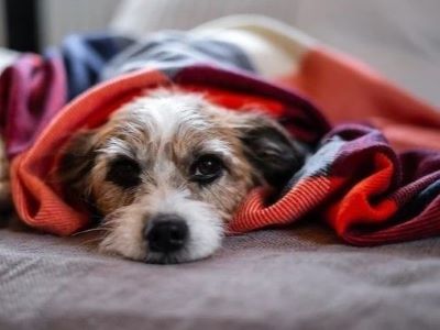 dog is sick dog is sick