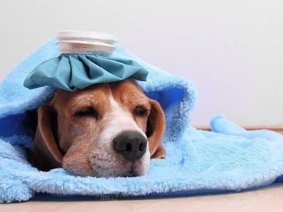 dog not feeling well dog not feeling well