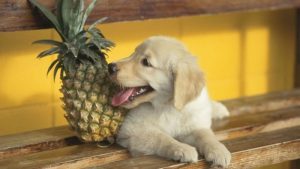 dogs eating pineapple