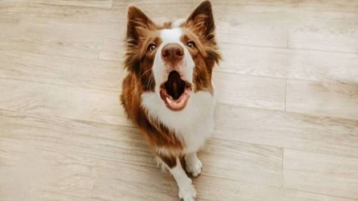 wewantdogs-by-dog-lovers-for-dog-lovers