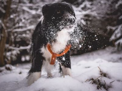 Dogs Are Attracted to Snow