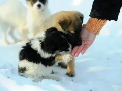 Eating Snow Affects Dog Health